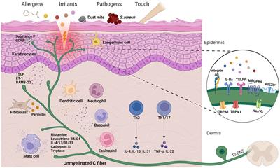 In vitro models for investigating itch